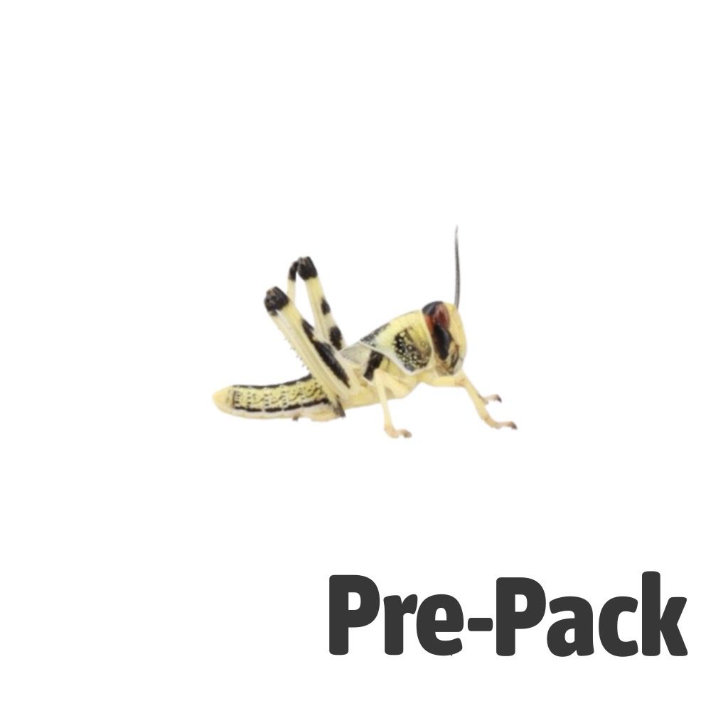 Medium Locust - Reptile Livefoods