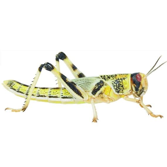 Locusts X-Large (Bag of 100) - Reptile Livefoods