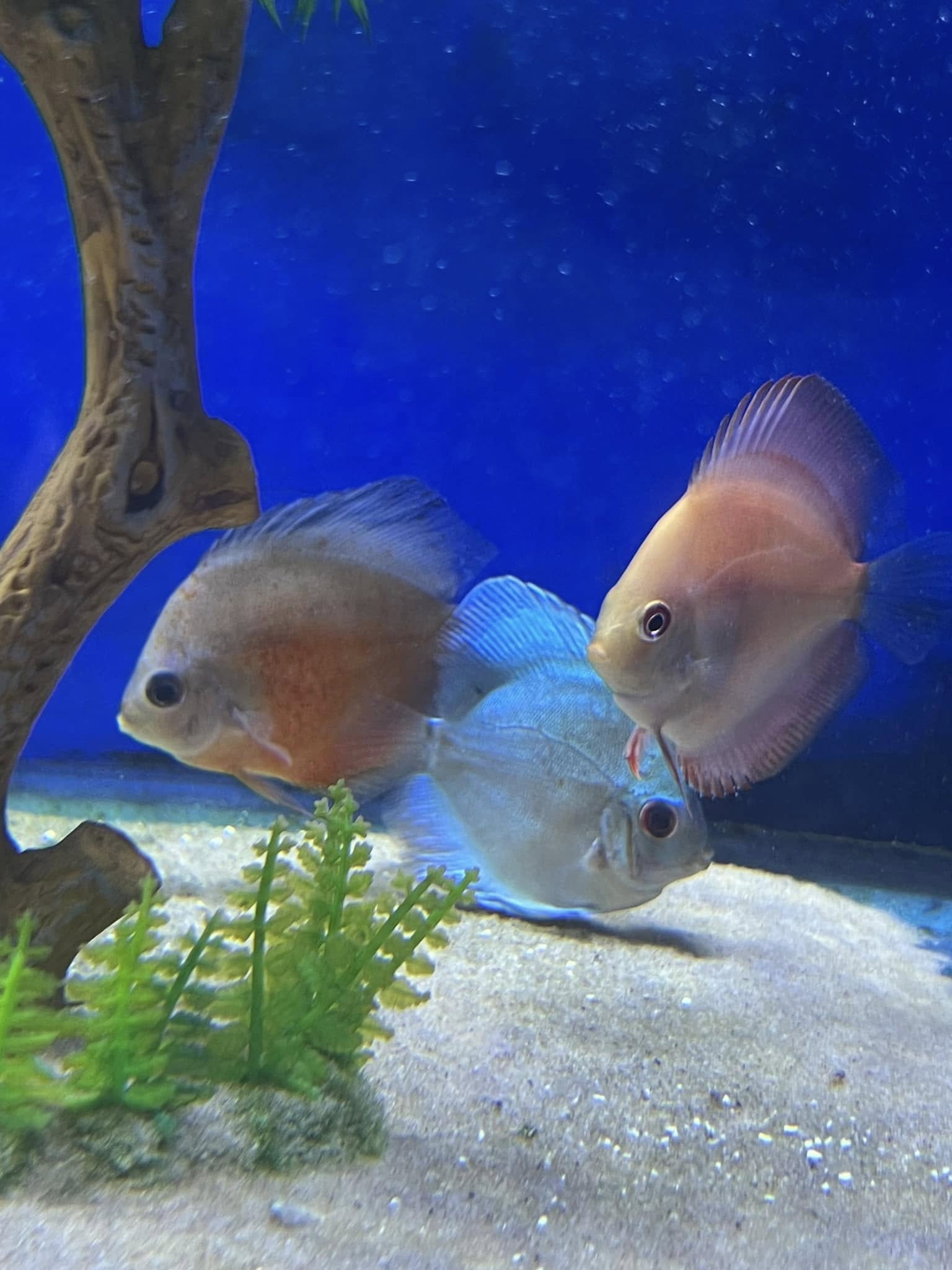 SUTTON PETS AND EXOTICS