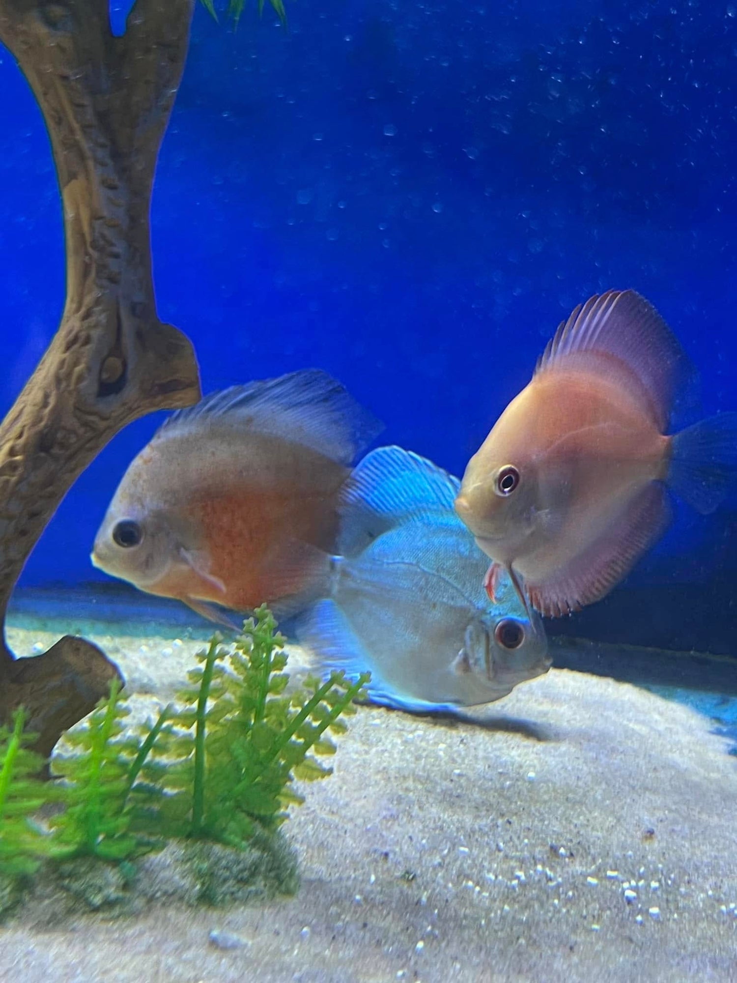 Aquatics