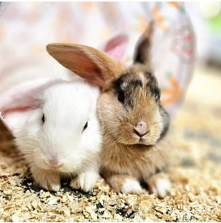 Small Animals