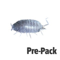Tropical Grey Woodlice pre-pack