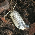 Dairy Cow Isopods