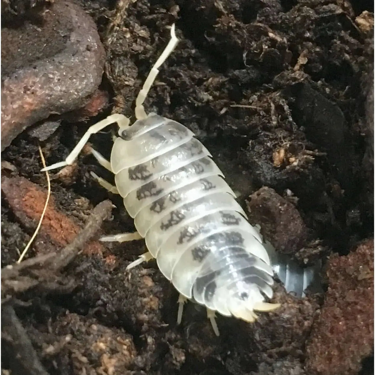 Dairy Cow Isopods
