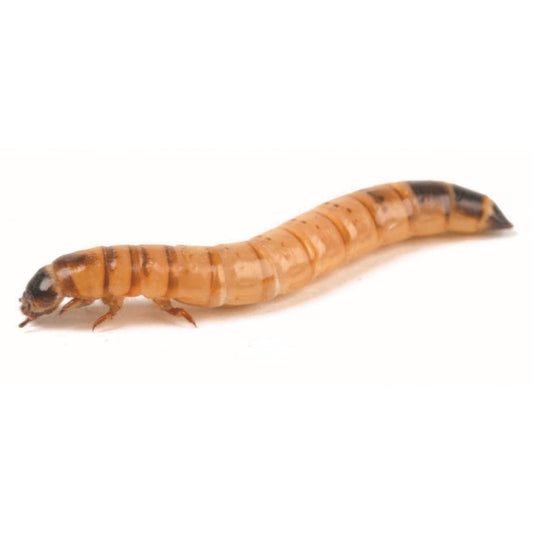 Morio - Reptile Livefoods