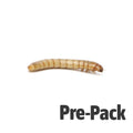Mealworm