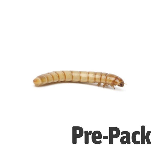 Mealworm - Reptile Livefoods