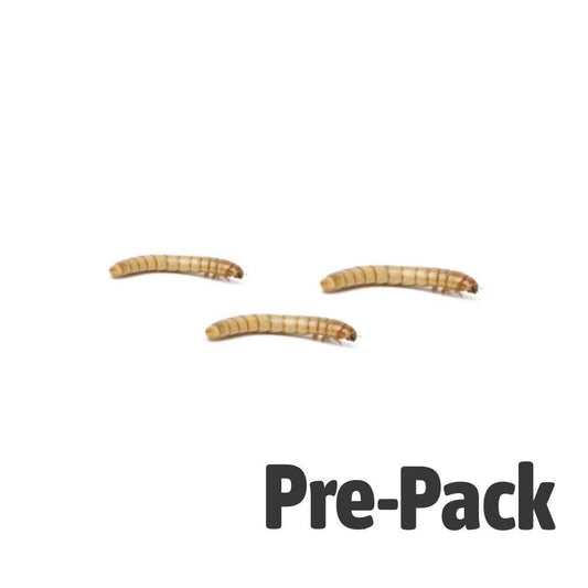 Mini Mealworm - Reptile Livefoods