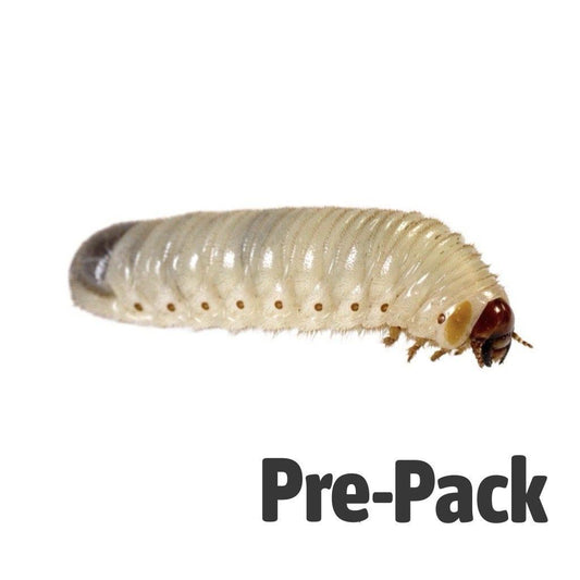 Fruit Beetle Grub - Reptile Livefoods