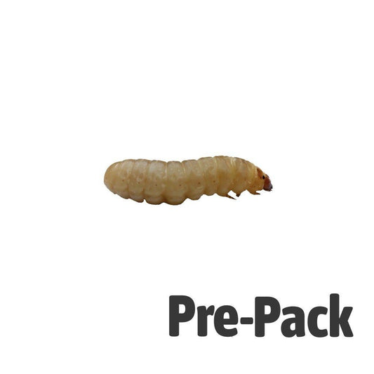Waxworms 15g (in Shavings) - Reptile Livefoods