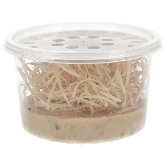Flightless Fruitfly (Drosophila) Culture - Reptile Livefoods