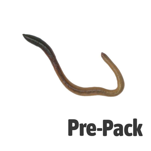 Giant Lob Worm - Reptile Livefoods