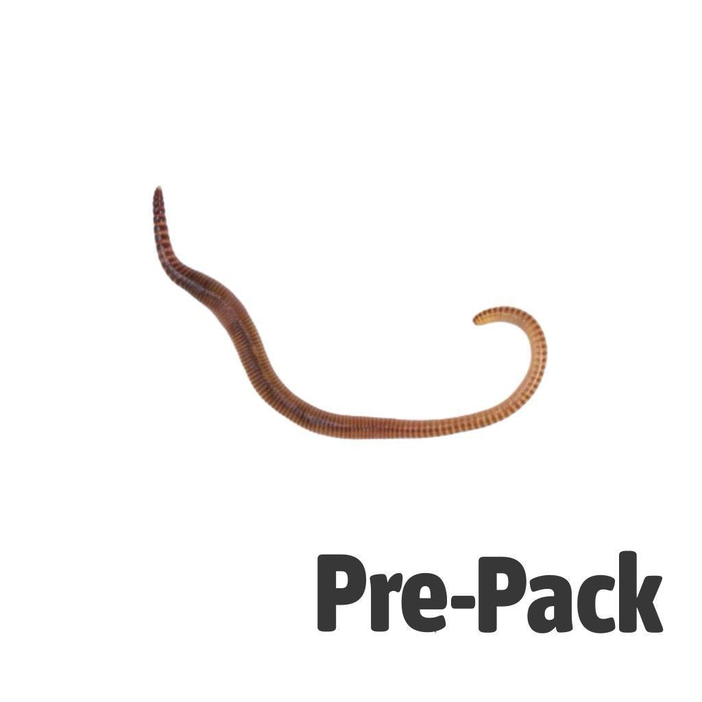 Medium Worms - Reptile Livefoods