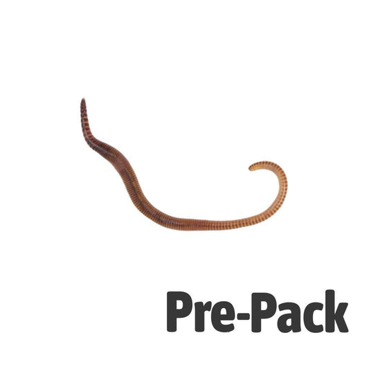 Medium Worms - Reptile Livefoods