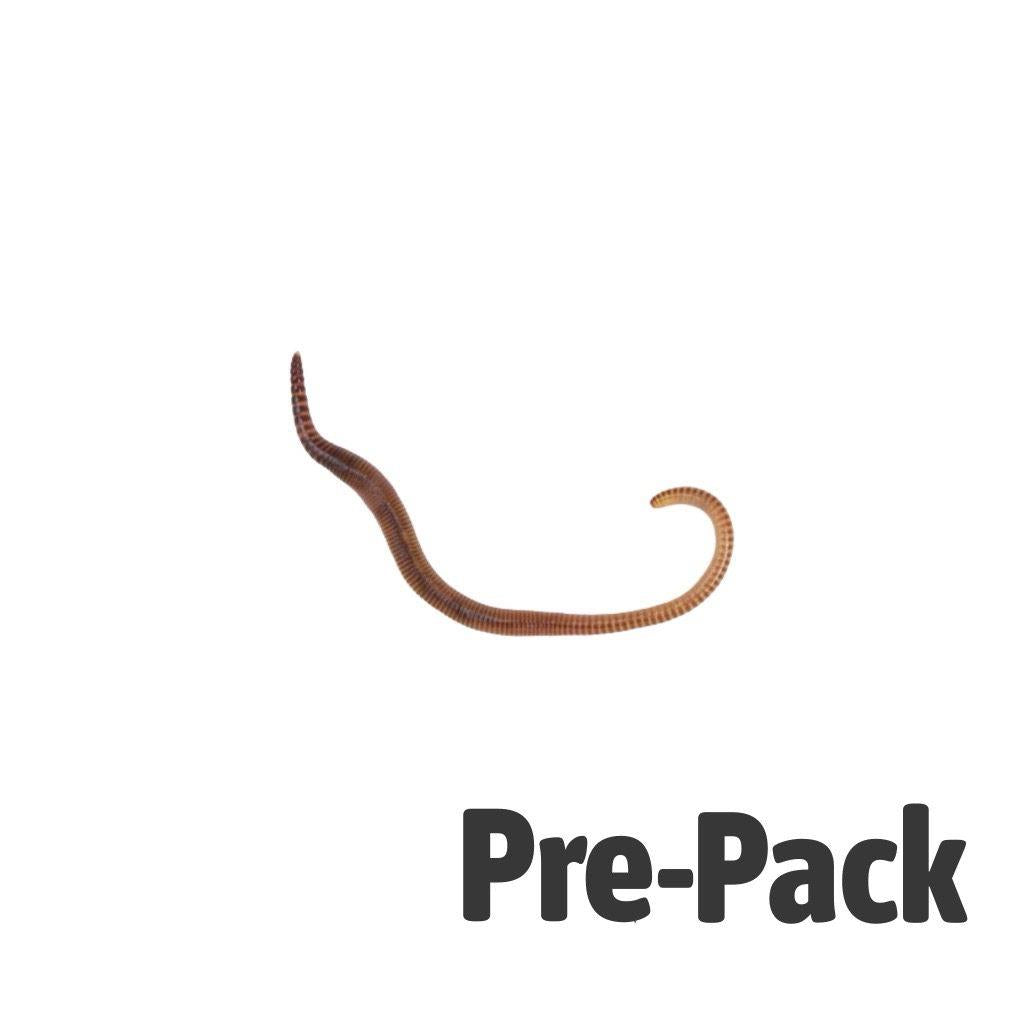 Small Worms (dendrobaena) Pre-pack-35-50-100