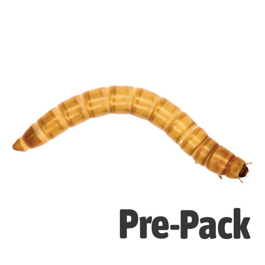 Giant Mealworm - Reptile Livefoods