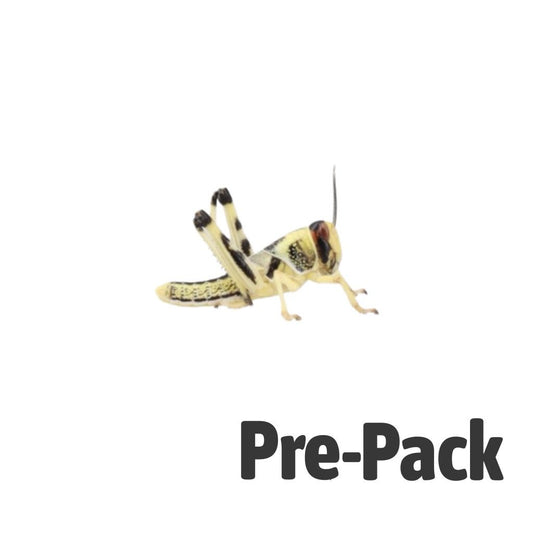 Medium Locust - Reptile Livefoods