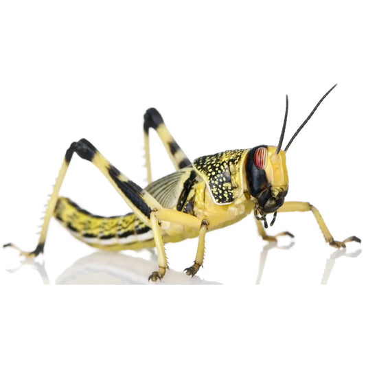 Extra-Large Locust - Reptile Livefoods