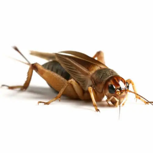 Standard Crickets - Reptile Livefoods