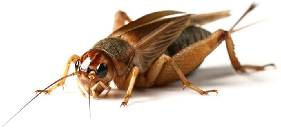 50 Silent Brown Crickets Reptile Live Food Large - Reptile Livefoods