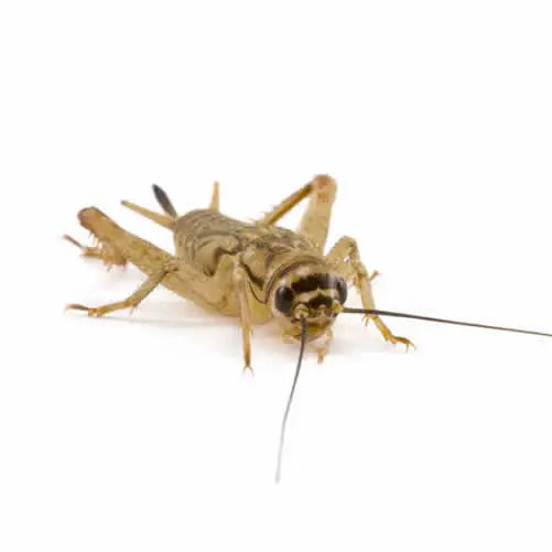 Medium / Small Silent Crickets - Reptile Livefoods