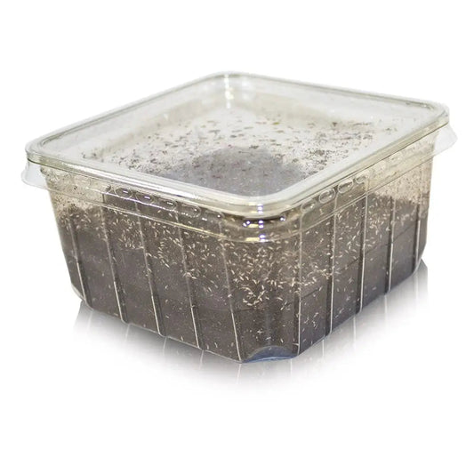 Springtail Culture - Reptile Livefoods