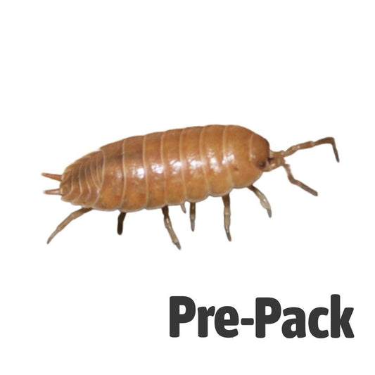 Giant Orange Woodlice Culture - Reptile Livefoods