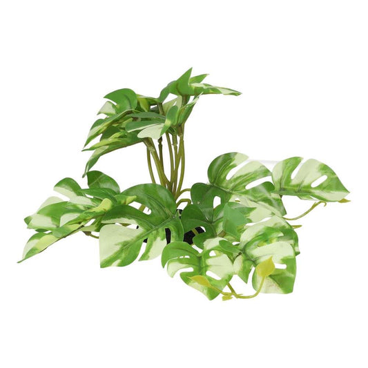 PR Terrestrial Gardenia Variegated