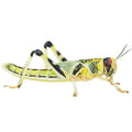 Locusts Large (Bag of 100) - Reptile Livefoods
